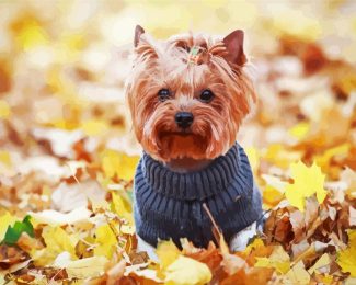 Yorkshire Terrier Wearing Clothes diamond painting