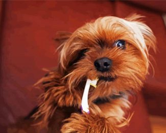 Yorkshire Terrier And Tooth Brush diamond painting