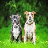 Aesthetic Staffordshire Dogs diamond painting