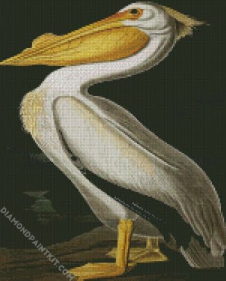 American White Pelican By John James Audubon diamond painting