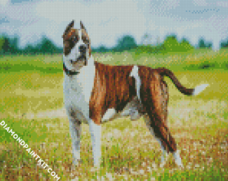 American Staffordshire Terrier diamond painting
