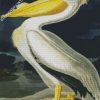 American White Pelican Audubon diamond painting