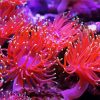 anemones-pink diamond painting