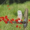 Barn Owl And Poppies diamond painting