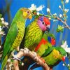 Beautiful Birds diamond painting