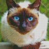 Beautiful Siamese Cat diamond painting