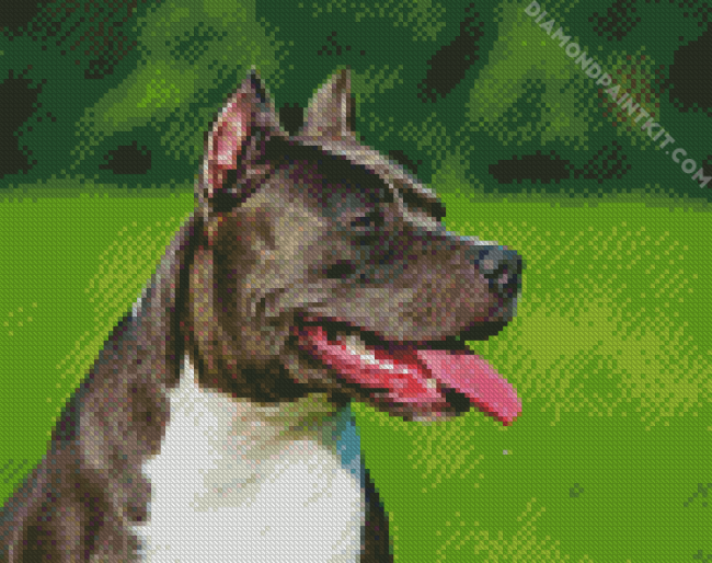 Black American Staffordshire Terrier diamond painting