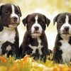 Black American Staffordshire Terrier Puppies diamond painting