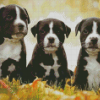 Black American Staffordshire Terrier Puppies diamond painting