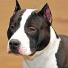 Black And White American Staffordshire Terrier diamond painting
