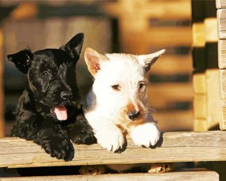 Black And White Scottish Terriers diamond painting