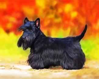 Black Scottish Terrier Puppy diamond painting