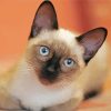 Cute Siamese Cat diamond painting