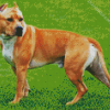 Golden American Staffordshire Terrier diamond painting