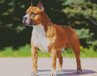 Golden American Staffordshire Terrier Dog Animal diamond painting