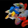 Guppy Rainbow Fish diamond painting