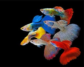 Guppy Rainbow Fish diamond painting