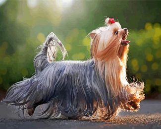 Long Hair Yorkshire Terrier diamond painting
