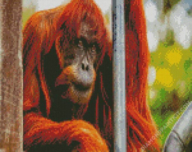 Old Orangutan diamond painting