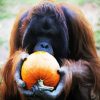 Orangutan Eating Pumpkins diamond painting