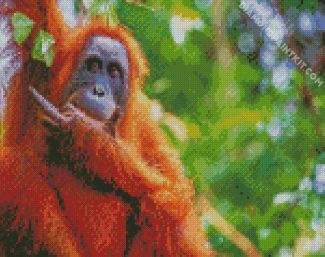 Orangutan Monkey Animal diamond painting