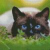 Siamese Cat diamond painting