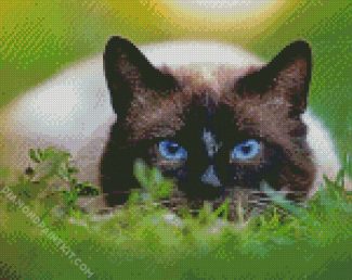 Siamese Cat diamond painting