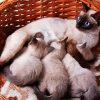 Siamese Cat With kittens diamond painting