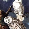 Snowy Owl Audubon diamond painting