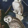 Snowy Owl Audubon diamond painting