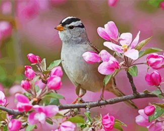 Sparrow Bird And Pink Flowers diamond painting