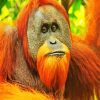 Sumatran Orangutan diamond painting