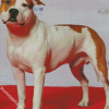 White American Staffordshire Terrier diamond painting