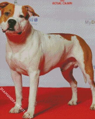 White American Staffordshire Terrier diamond painting