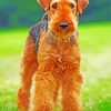Airedale Terrier Brown Dog diamond painting