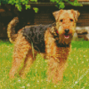 Airedale Terrier Dogs diamond painting