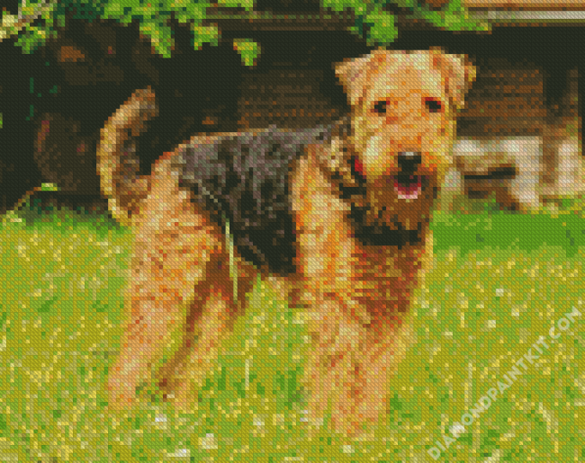 Airedale Terrier Dogs diamond painting