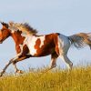 American Paint Horse Running diamond painting