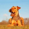 Beautiful Airedale Terrier diamond painting