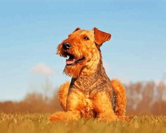 Beautiful Airedale Terrier diamond painting