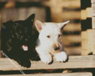 Black And White Scottish Terrier Dogs diamond painting
