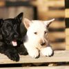 Black And White Scottish Terrier Dogs diamond painting