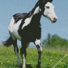 Black And White American Paint Horse diamond painting