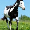 Black And White American Paint Horse diamond painting