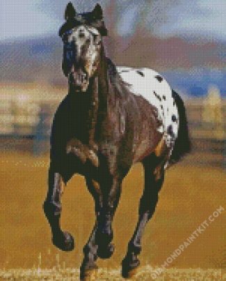 Black Appaloosa Horse diamond painting