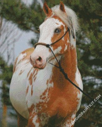 Blonde Paint Horse diamond painting