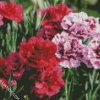 Blooming Carnations Flowers diamond painting