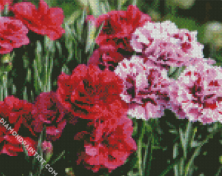 Blooming Carnations Flowers diamond painting