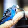 Blue parakeet Bird diamond painting