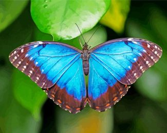 Blue Morpho Butterfly diamond painting
